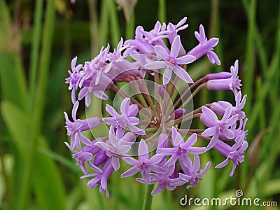 Magnificent violet blossom of the society garlic plant Stock Photo