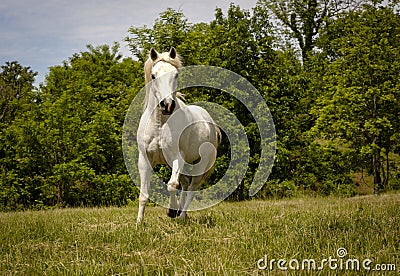 Magnificent white Arabian horse running in pasture Stock Photo