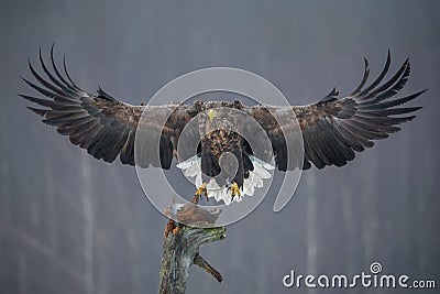 Magnificent White-Tailed Eagle, Wings Wide Open, Approaching The Bait. White Tailed Eagle In A Spectacular Foreshortening Stock Photo