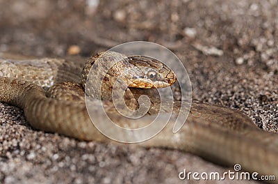 A magnificent rare Smooth Snake, Coronella austriaca, coiled up in heathland in the UK. Stock Photo