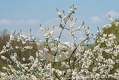 Magnificently blossoming cherry branches. Stock Photo
