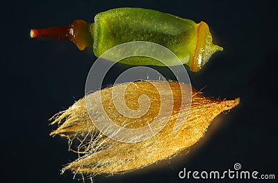 Magnified capsule and calyptra of a hair cap moss from Connecticut. Stock Photo