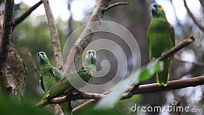 Magnifique perroquet vert sur branche d'arbre dans le parc d'oiseaux foz do iguacu banque de vidéos Magnifique perroquet vert sur branche d'arbre dans le parc d'oiseaux foz do iguacu banque de vidéos