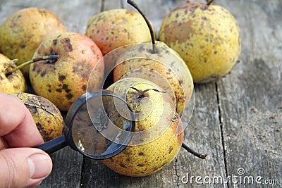 dangerous disease of fruits and plants Stock Photo