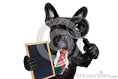 Magnifying glass dog Stock Photo