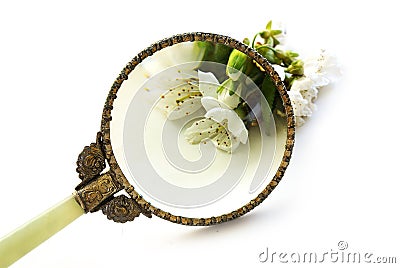 Magnifying glass enlarge a cherry blossom, exploration and deter Stock Photo