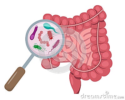 Magnifying glass focused on microflora in human small and large intestine. Intestinal bacteria and viruses. Vector Illustration