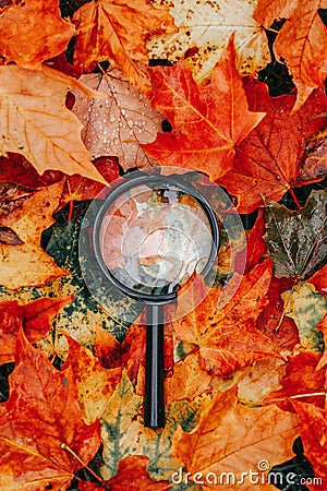 Magnifying glass lying on ground heap of colorful red and yellow autumn fall maple leaves. Education, learning, science and back Stock Photo