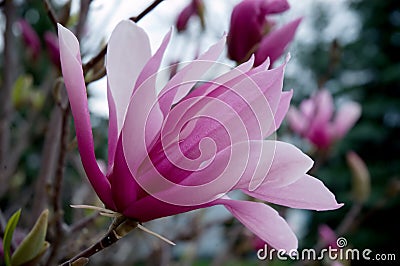 Magnolia Bloom Stock Photo