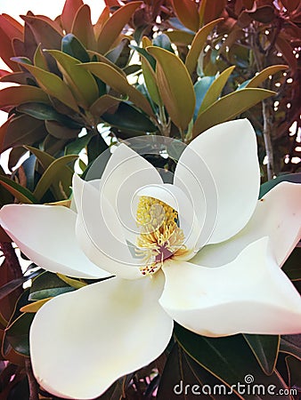 Magnolia Bloom Stock Photo