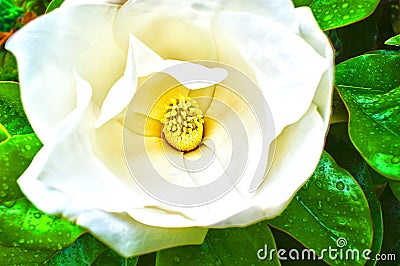 Magnolia Bloom with Water Drops on Leaves Stock Photo