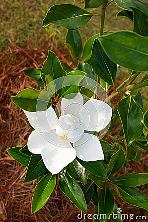 Magnolia blooming in the garden. Stock Photo