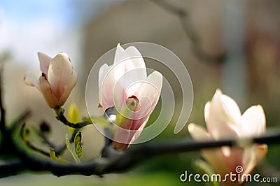 Magnolia blooming in Prague Stock Photo