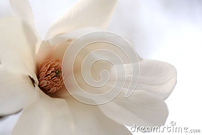 Magnolia Blossom Stock Photo