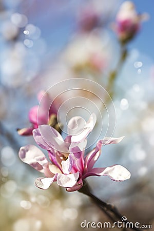 Magnolia blossom. Flowers background. Stock Photo