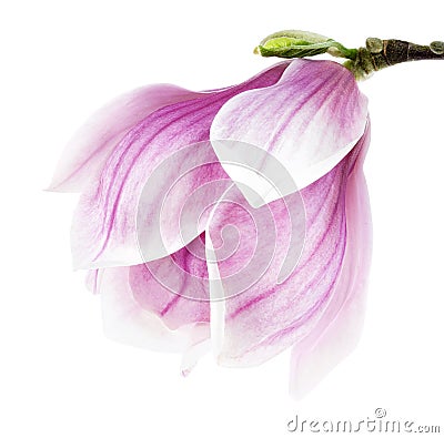 Magnolia blossom isolated on white Stock Photo