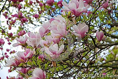 The Magnolia blossom Stock Photo
