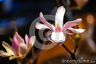 Magnolia blossom with pistil. Beautiful white and pink magnolia blossem with stamp against blue and brown backgroundblue Stock Photo