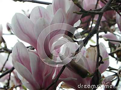 Magnolia blossom spring garden / beautiful flowers park gardena Stock Photo