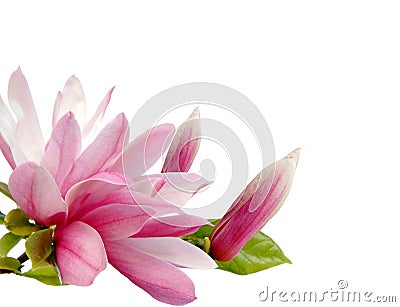 Magnolia blossom Stock Photo