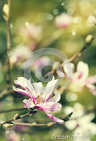 Magnolia blossom. Vintage flowers background. Stock Photo