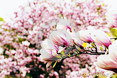 Magnolia blossoming flowers in spring time in garden Stock Photo