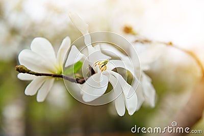 White magnolia blossoms. Blooming magnolia tree branch with large white flowers. Flowering Stock Photo