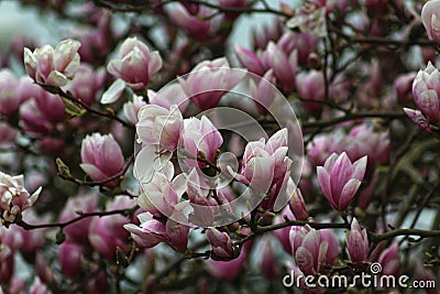 Magnolia blossoms in springtime Stock Photo