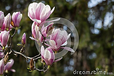 magnolia on a blurred background of green vegetation Stock Photo