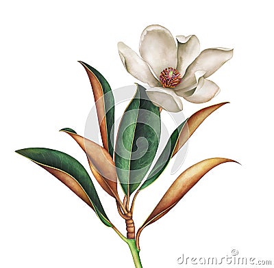 Magnolia branch with leaves and white flower isolated on white background. Watercolor illustration. Cartoon Illustration