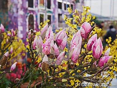 A magnolia branch with many buds on the background of a brightly painted Dutch-style house. Stock Photo