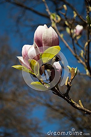 Magnolia Buds Stock Photo