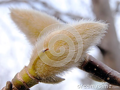 Magnolia buds Stock Photo