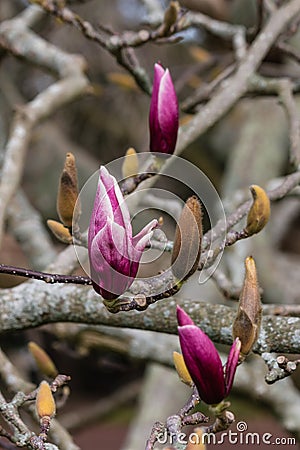 Magnolia buds before blossom Stock Photo