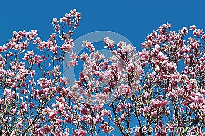 Magnolia buds and flowers in bloom. Detail of a flowering magnolia tree against a clear blue sky. Large, light pink spring blossom Stock Photo