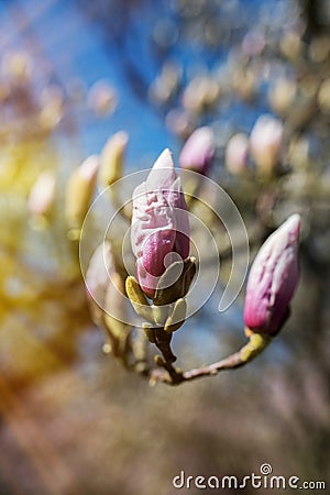 Magnolia buds in spring Stock Photo
