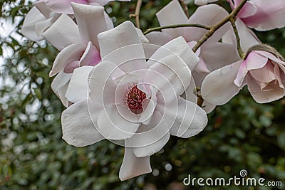 Magnolia Campbellii sups Mollicomata Stock Photo