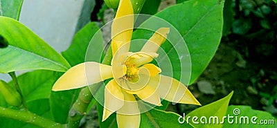 Magnolia champaca or golden champa flower stock photo Stock Photo