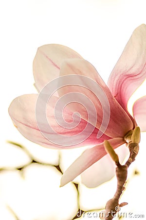 Magnolia in contrejour lighting Stock Photo