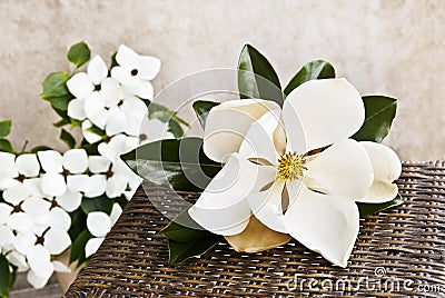 Magnolia And Dogwood Still life Stock Photo