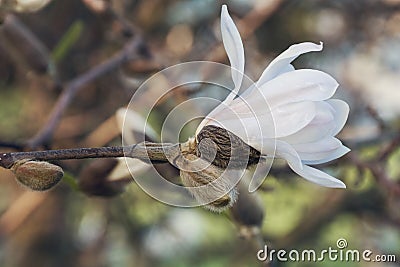 Magnolia, family Magnoliaceae. Stock Photo