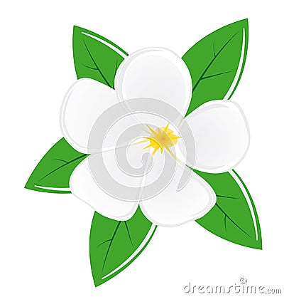 Magnolia flower Vector Illustration