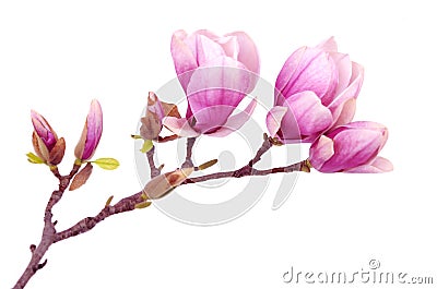 Magnolia flower Stock Photo