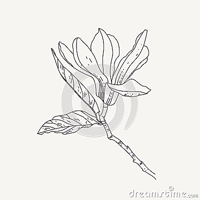 Magnolia flower on a branch Vector Illustration