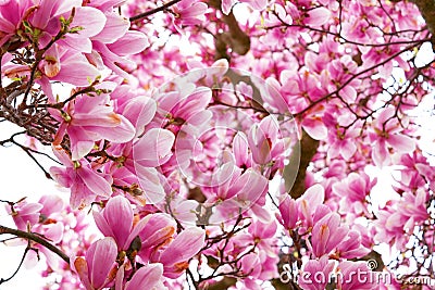 magnolia flower branch, pink purple magnolia bough closeup Stock Photo