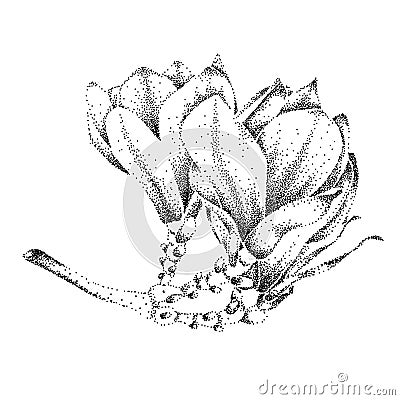 Magnolia flower. Vector Illustration