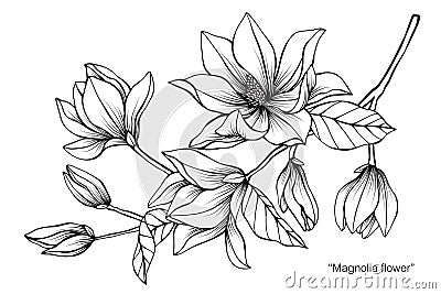 Magnolia flower drawing illustration. Black and white with line art. Vector Illustration