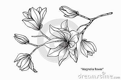Magnolia flower drawing illustration. Black and white with line art. Vector Illustration