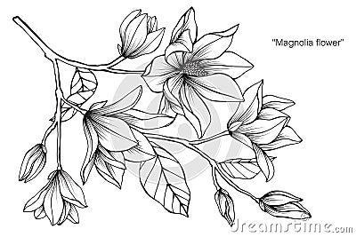 Magnolia flower drawing illustration. Black and white with line art. Vector Illustration