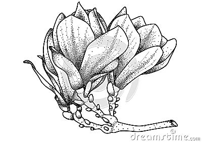 Magnolia flower. Vector Illustration